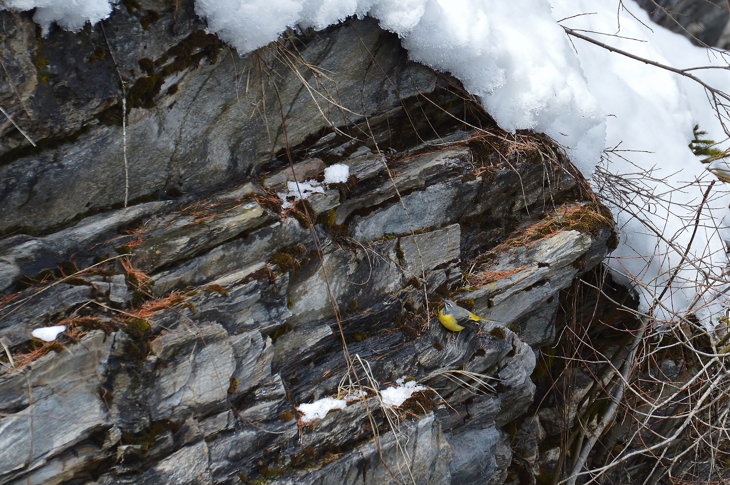 ballerina gialla su arenaria