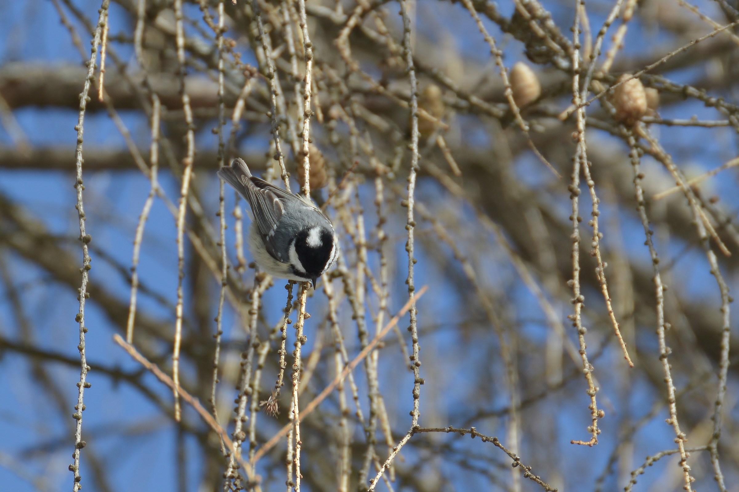 cincia mora su larice