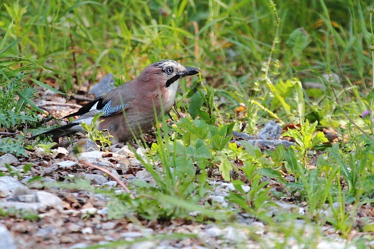 Ghiandaia ambientata