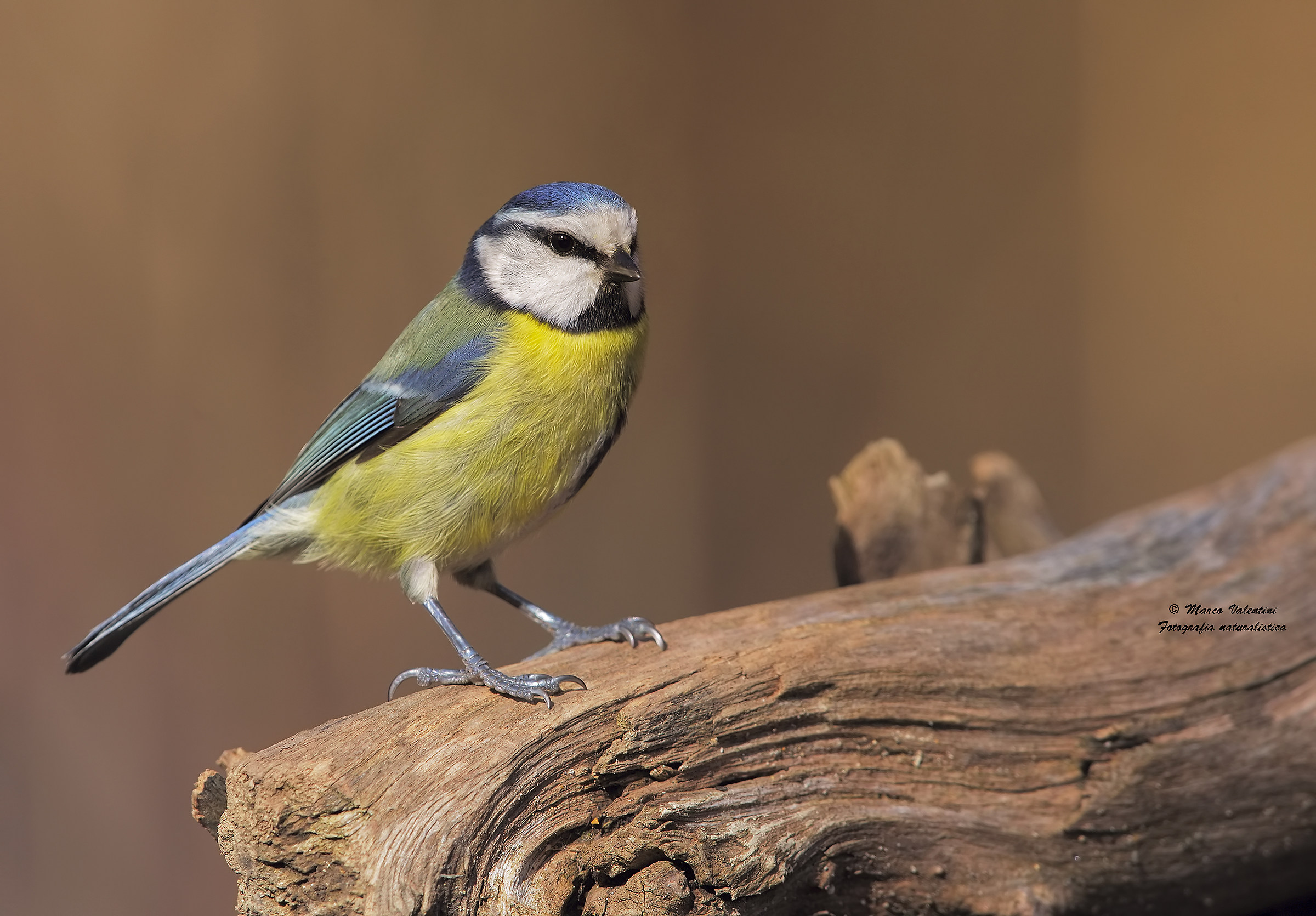 Only a blue tit