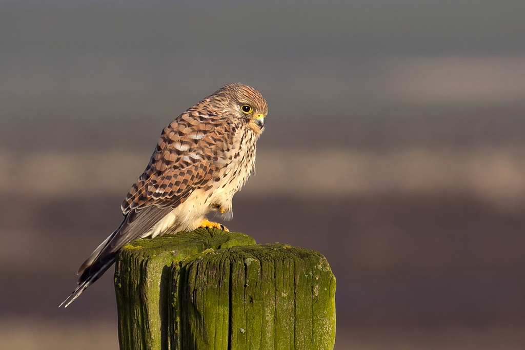 Falco tinnunculus (gheppio)