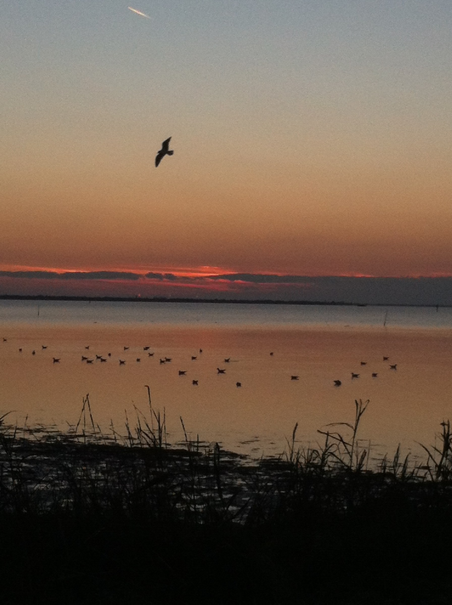 Alba sulla laguna ferrarese