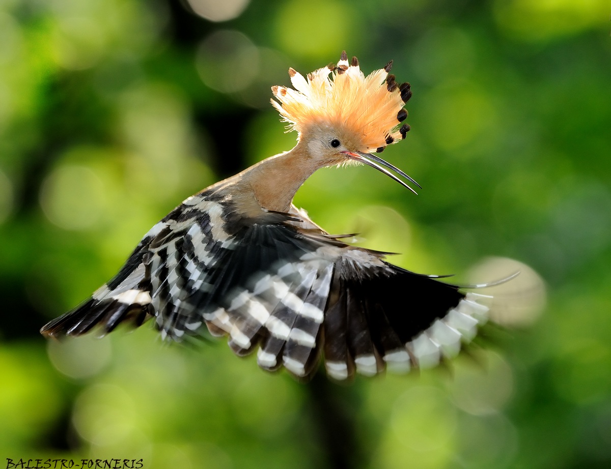 Upupa  (Upupa Epops)