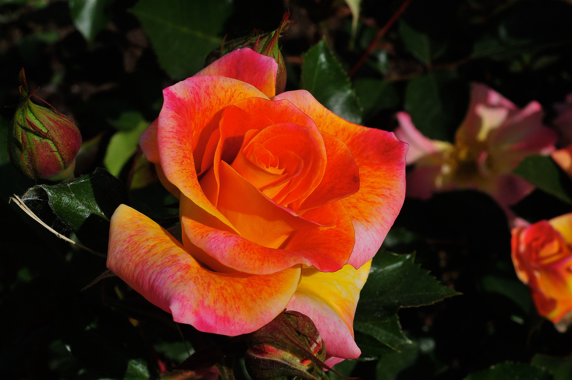 Roma-Roseto Comunale