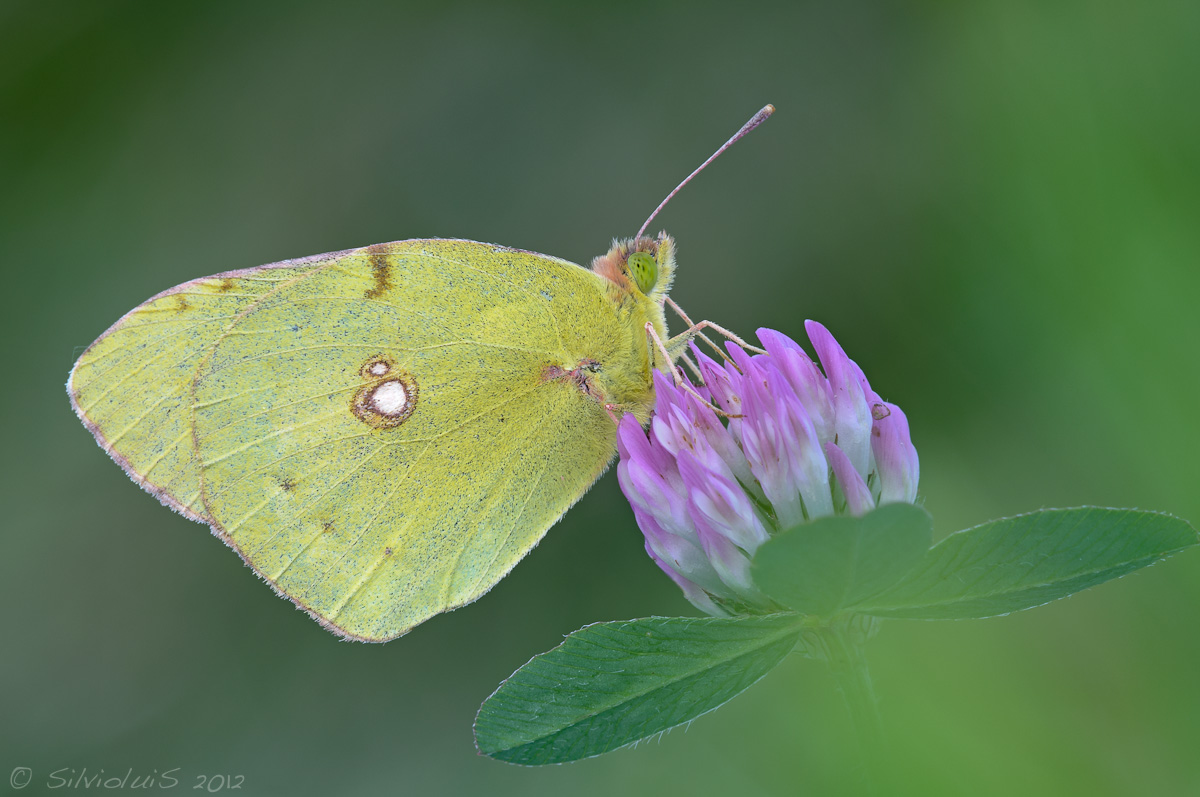 Colias alfacariensis