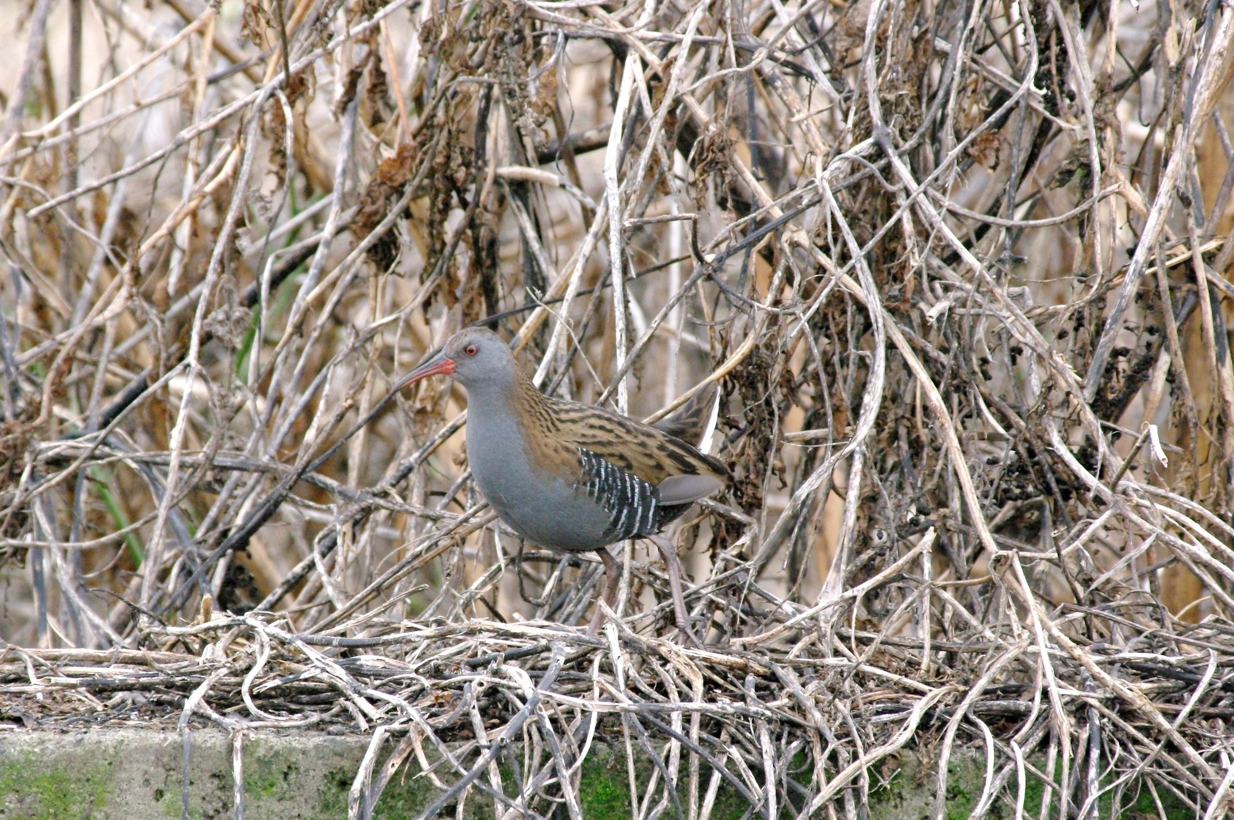Water Rail