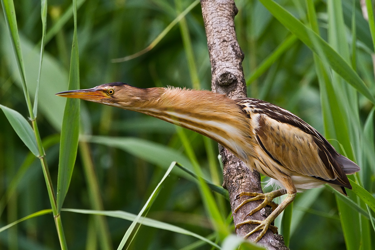 Bittern
