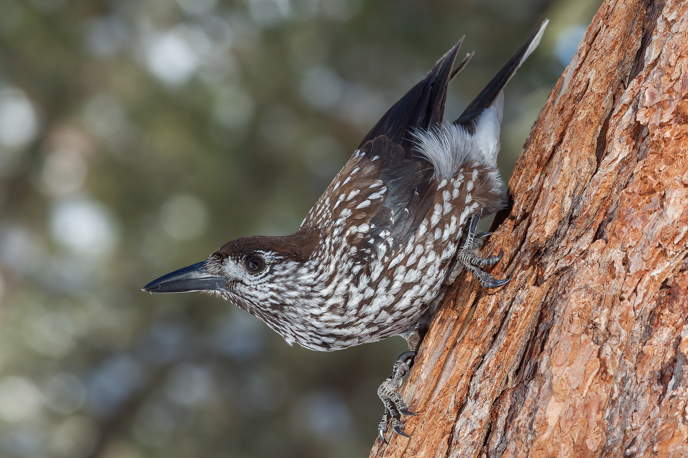 Nocciolaia (Nucifraga caryocatactes, Linnaeus 1758)