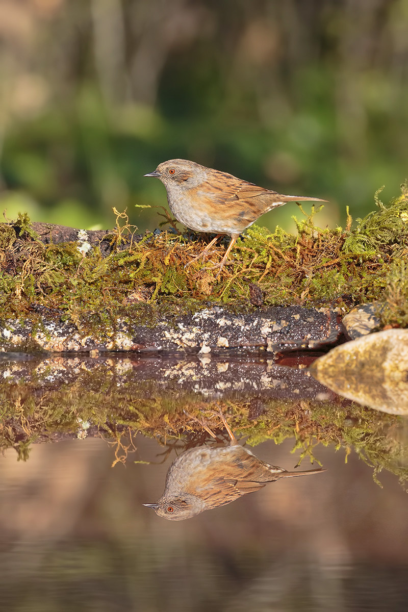 Double ... Dunnock