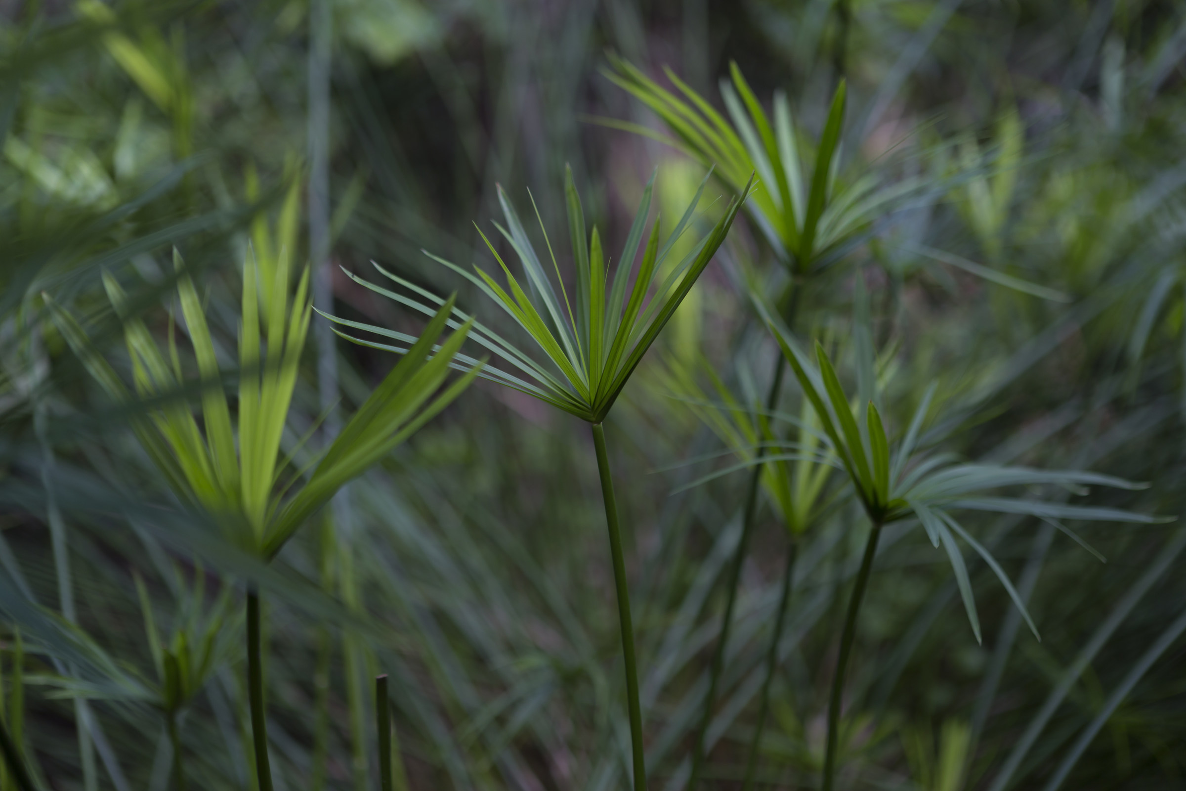 Ci vorrebbe più verde