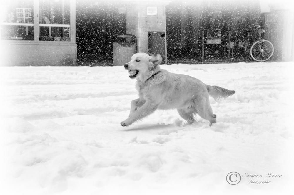 Labrador nella neve