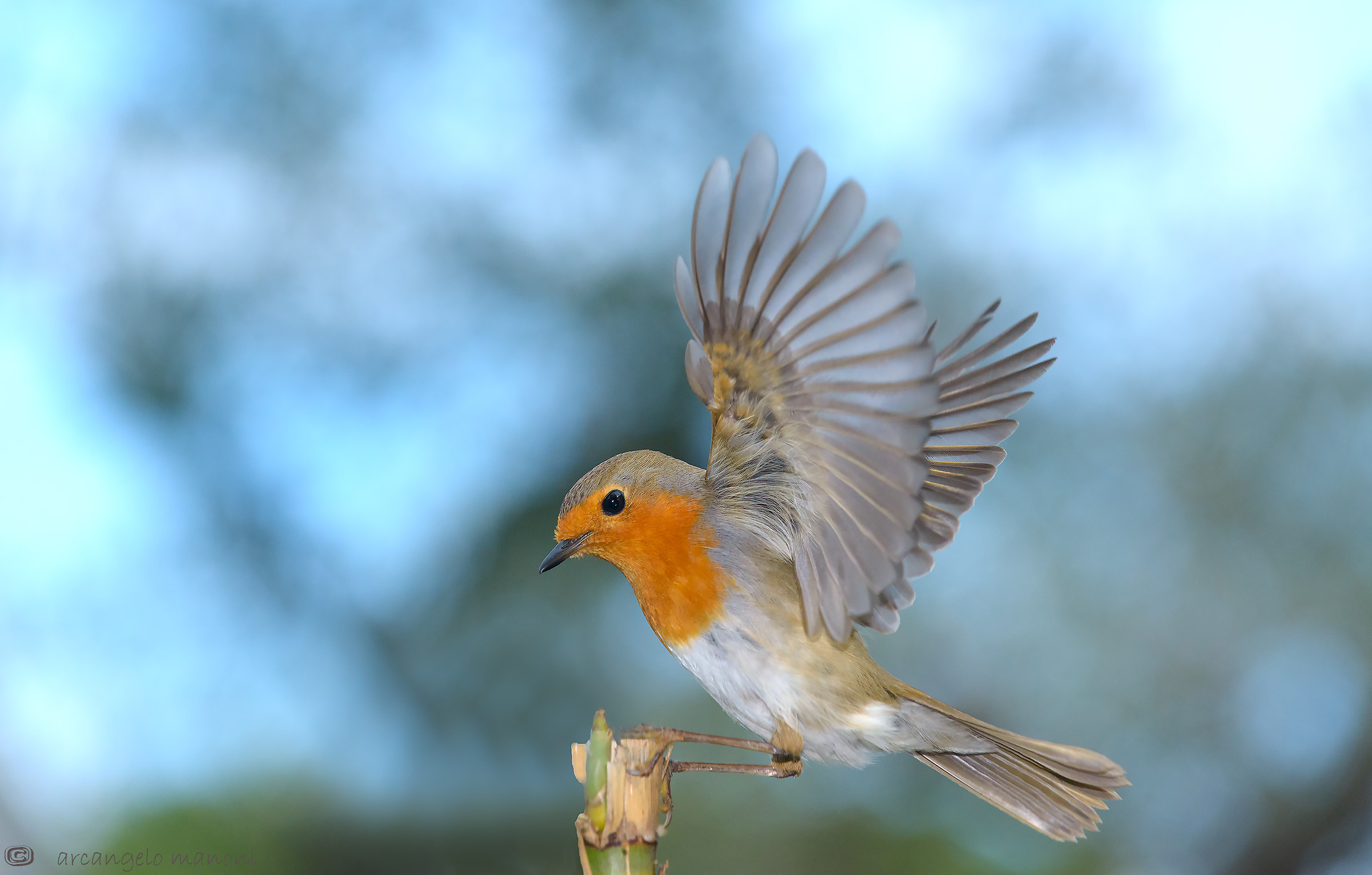 Mani in alto!! pardon! ali in alto!!