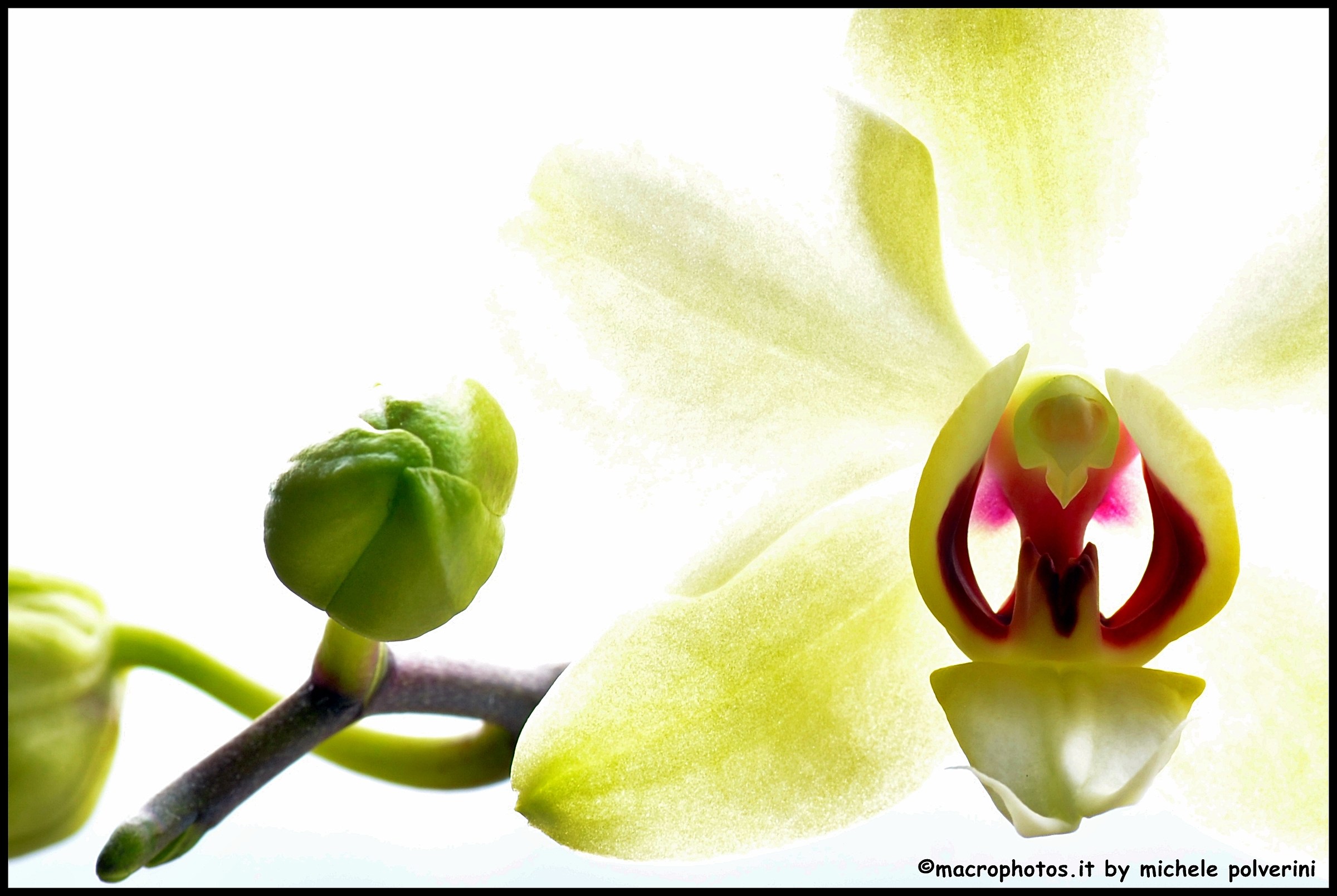 Me free in flight - white orchid