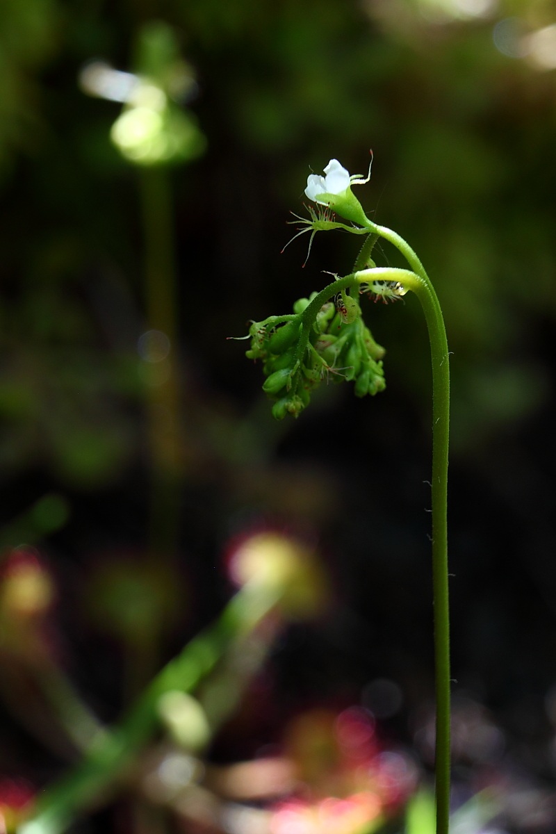 Drosera Rotundifolia var. Corsica Maire