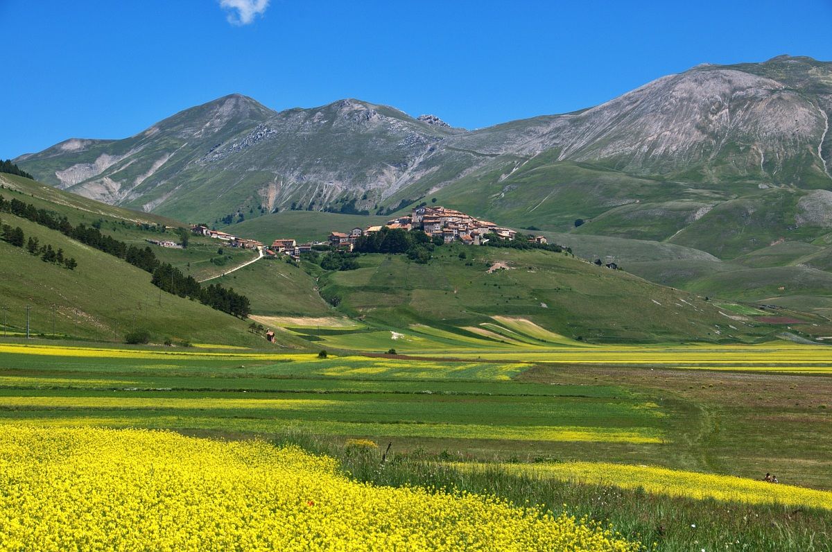 Flowering Castelluccio di Norcia