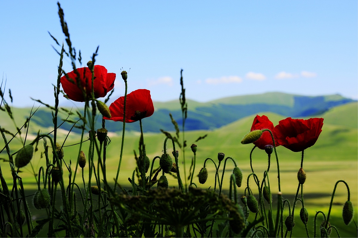 Poppies