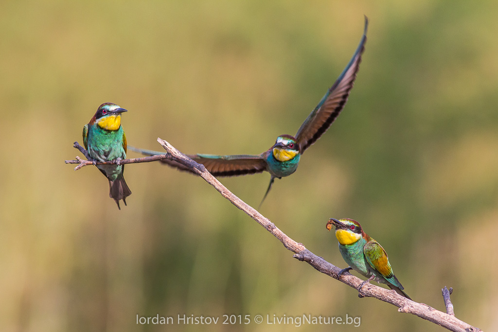 Bee-eater photography