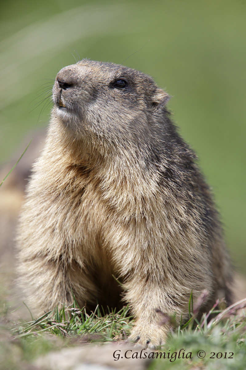 Marmot