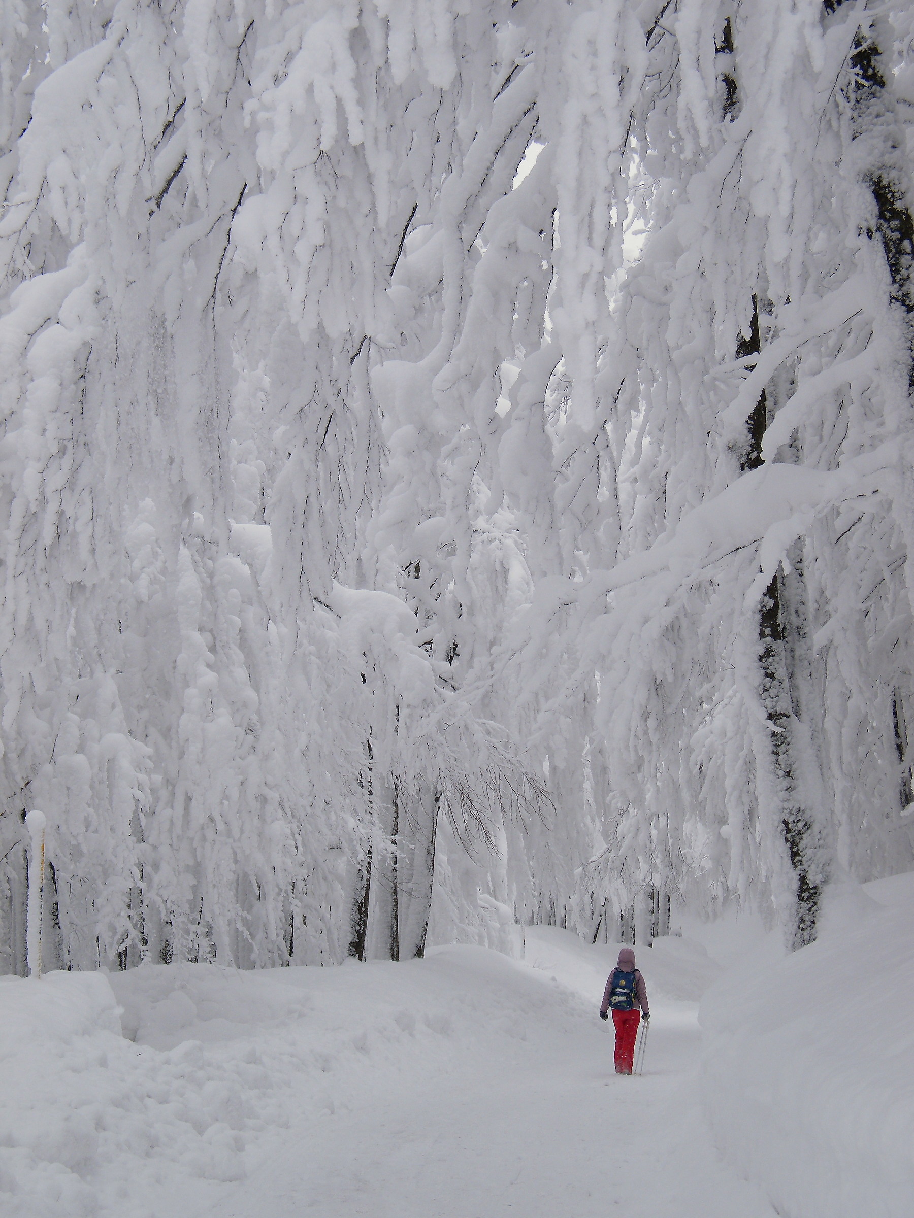 Nel silenzio ovattato