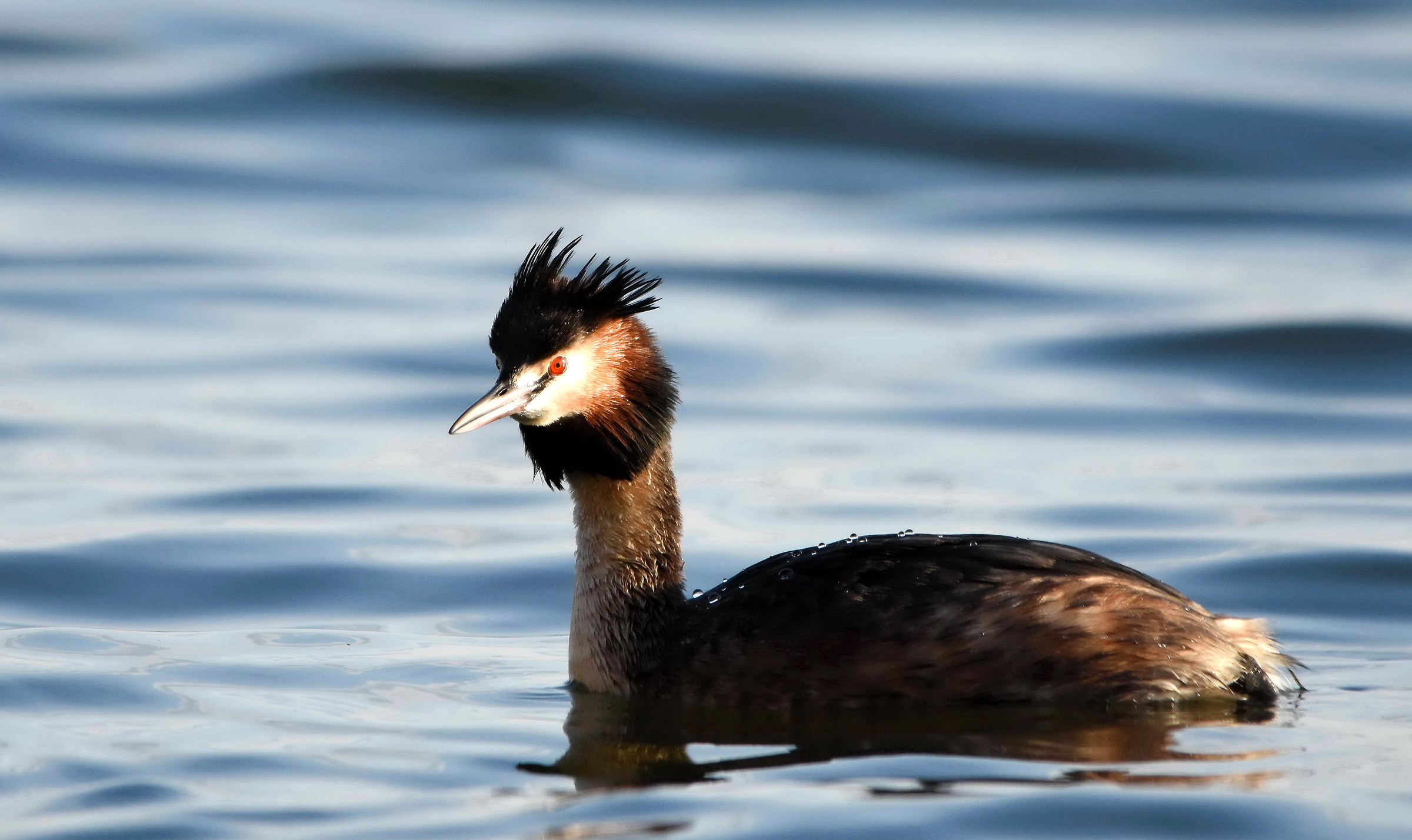 Great Crested Grebe
