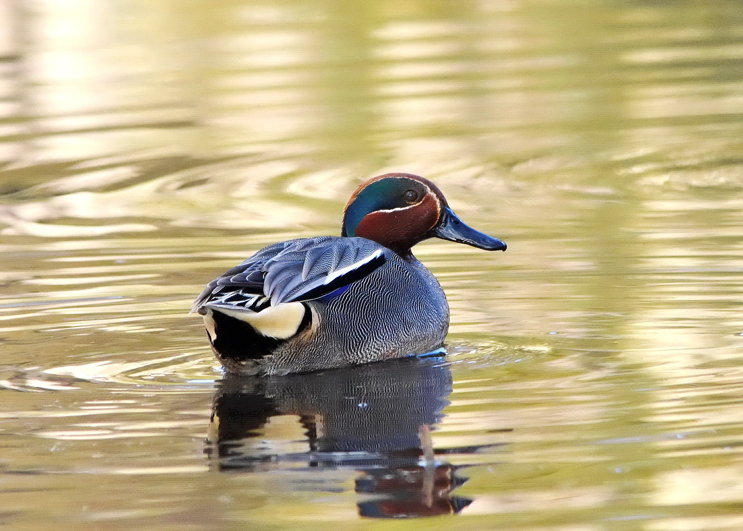 Teal at sunset