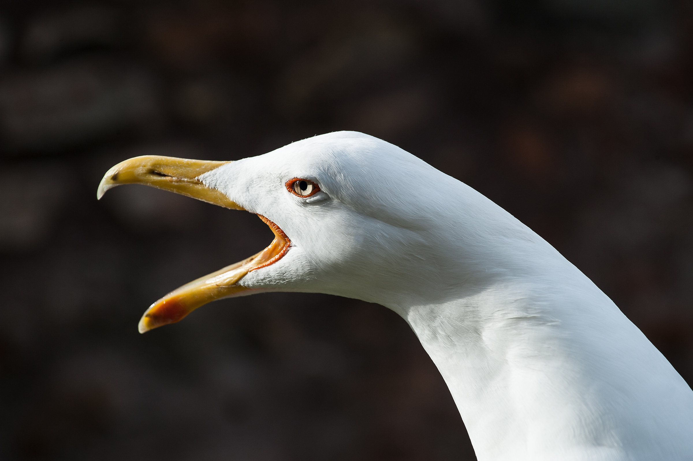 Roma: Il nuovo guardiano del Campidoglio