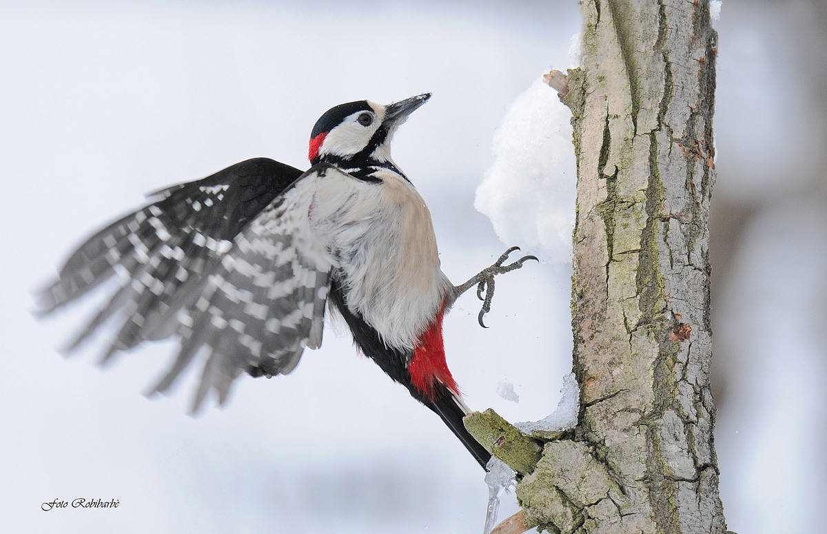 Woodpecker departing ...