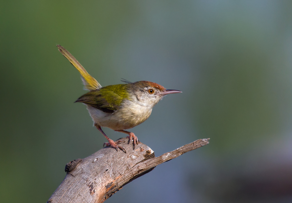 Common Tailorbird.
