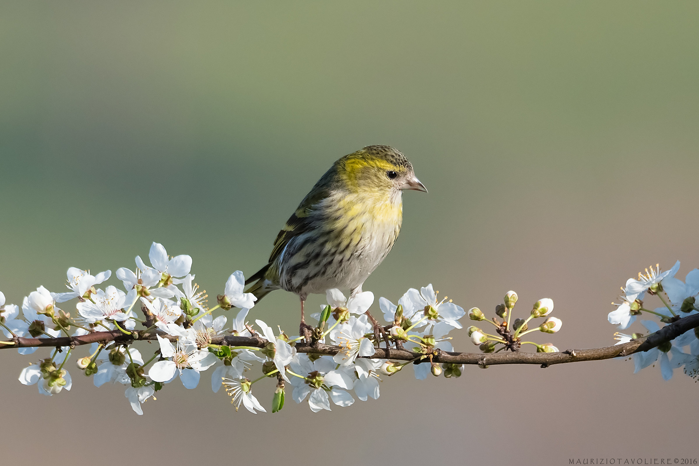 Siskin .. and it's almost spring !!