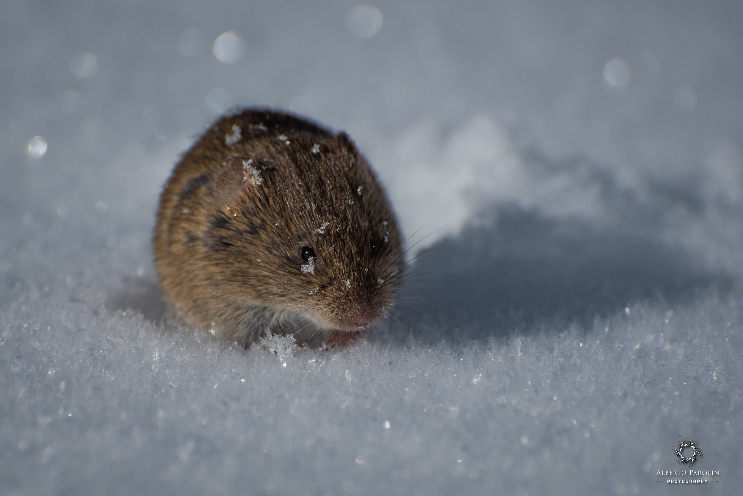 Snow vole (Chionomys nivalis)