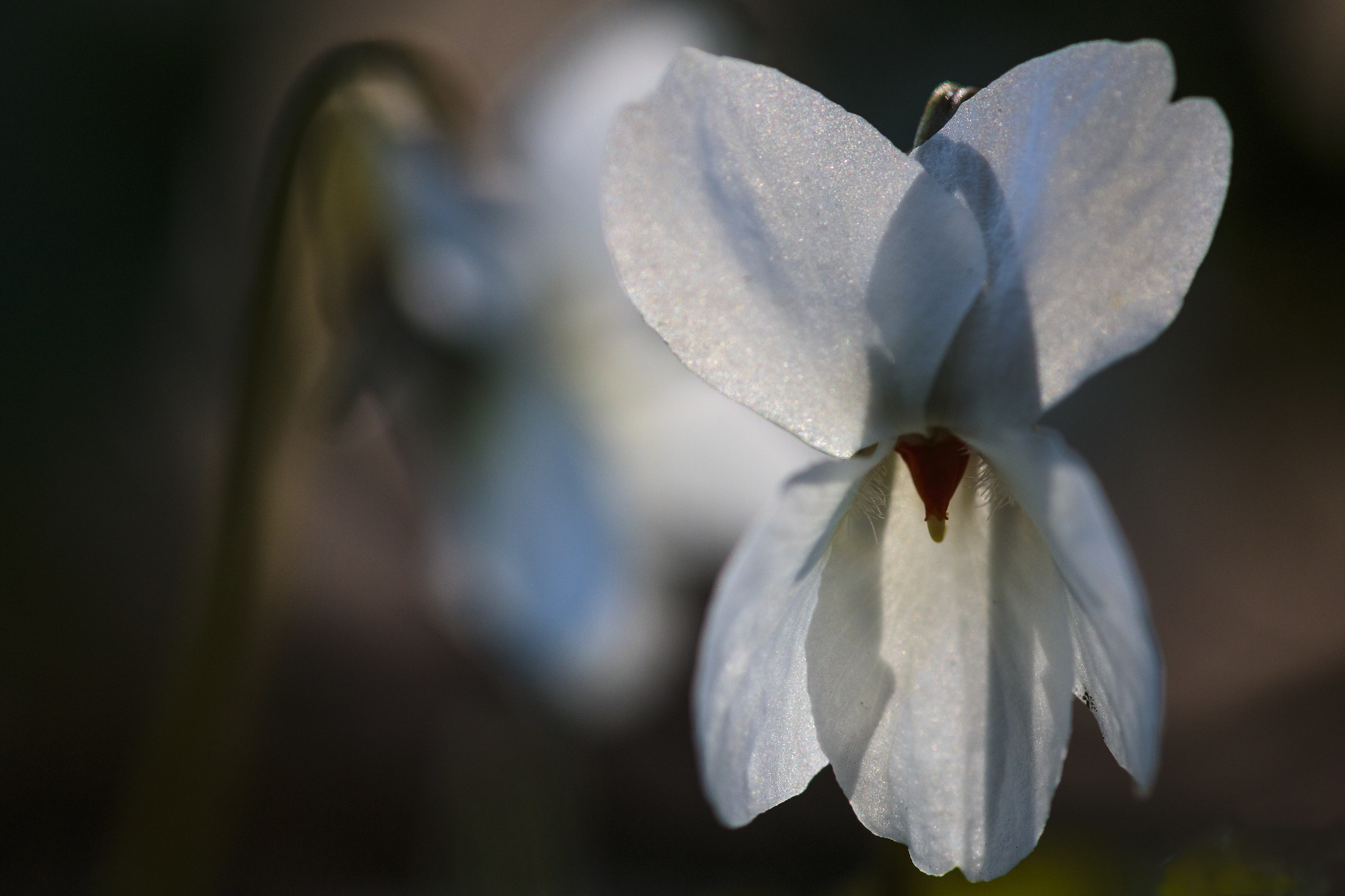 Purple white violet.