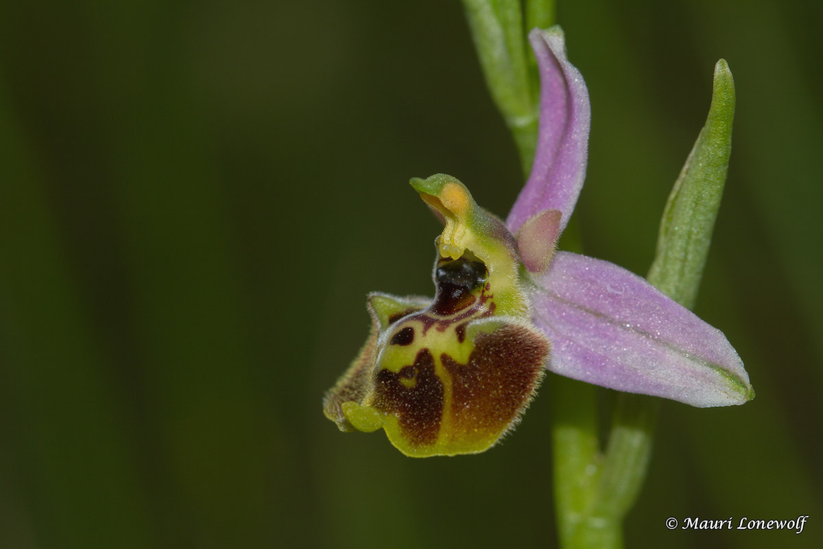 Ophrys tetraloniae