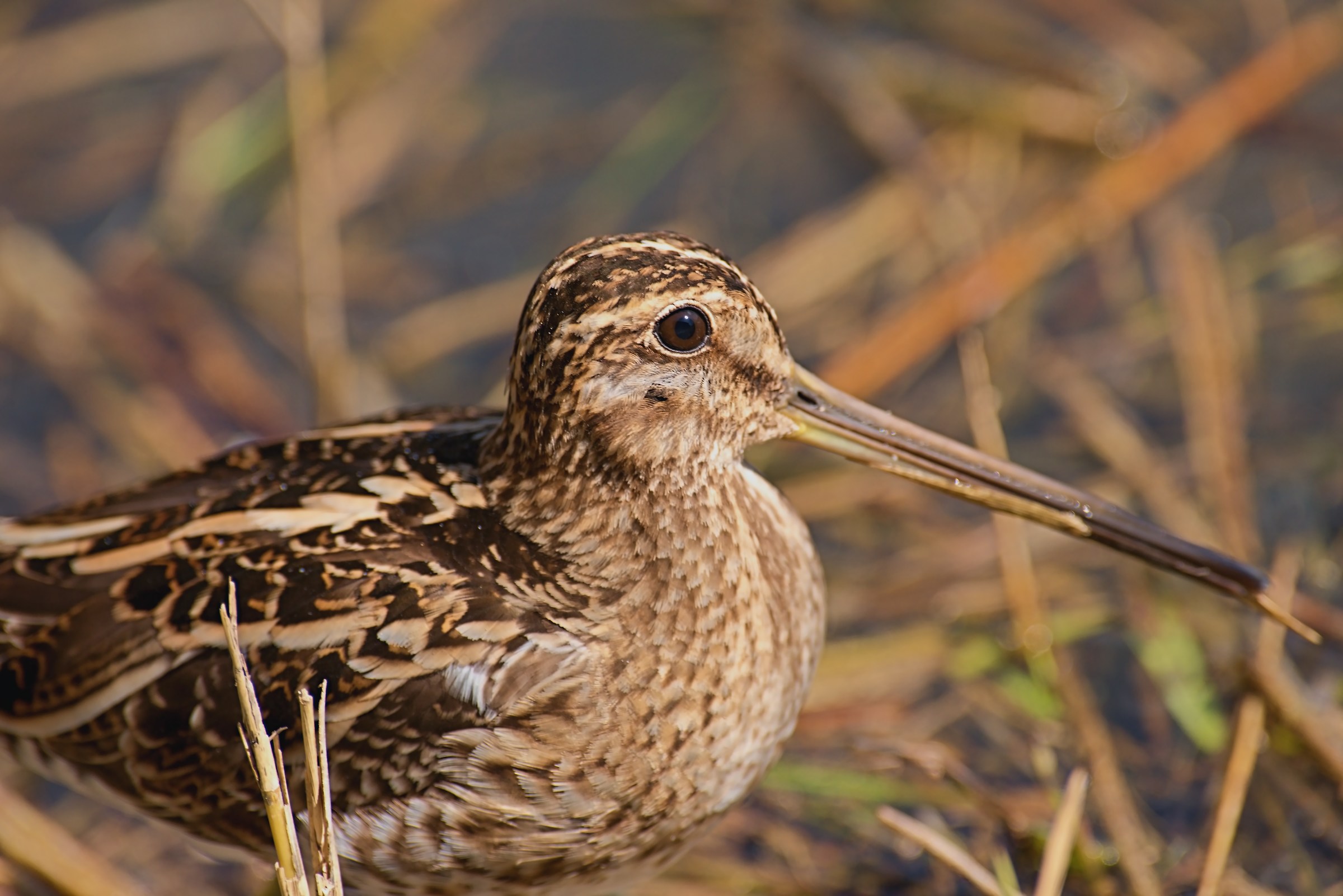 Snipe