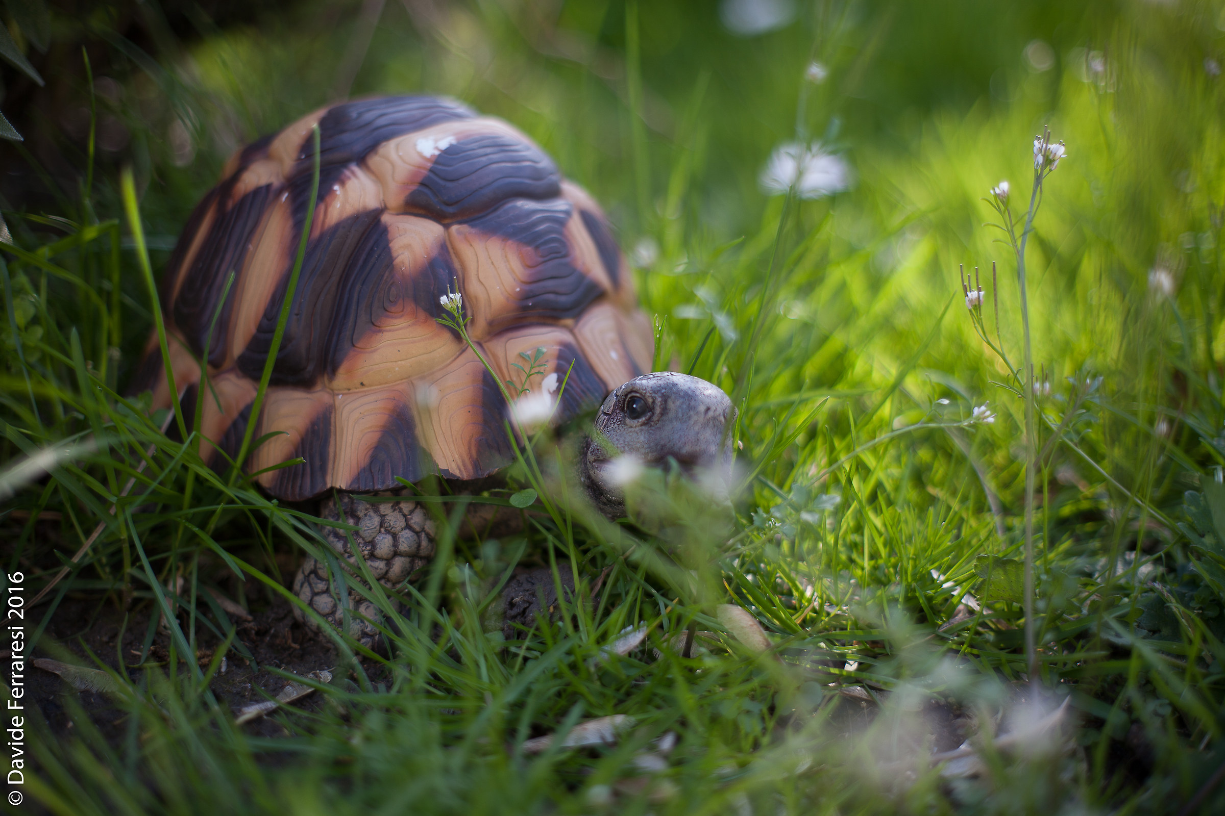Turtle 1 Zuiko 1,4/50mm