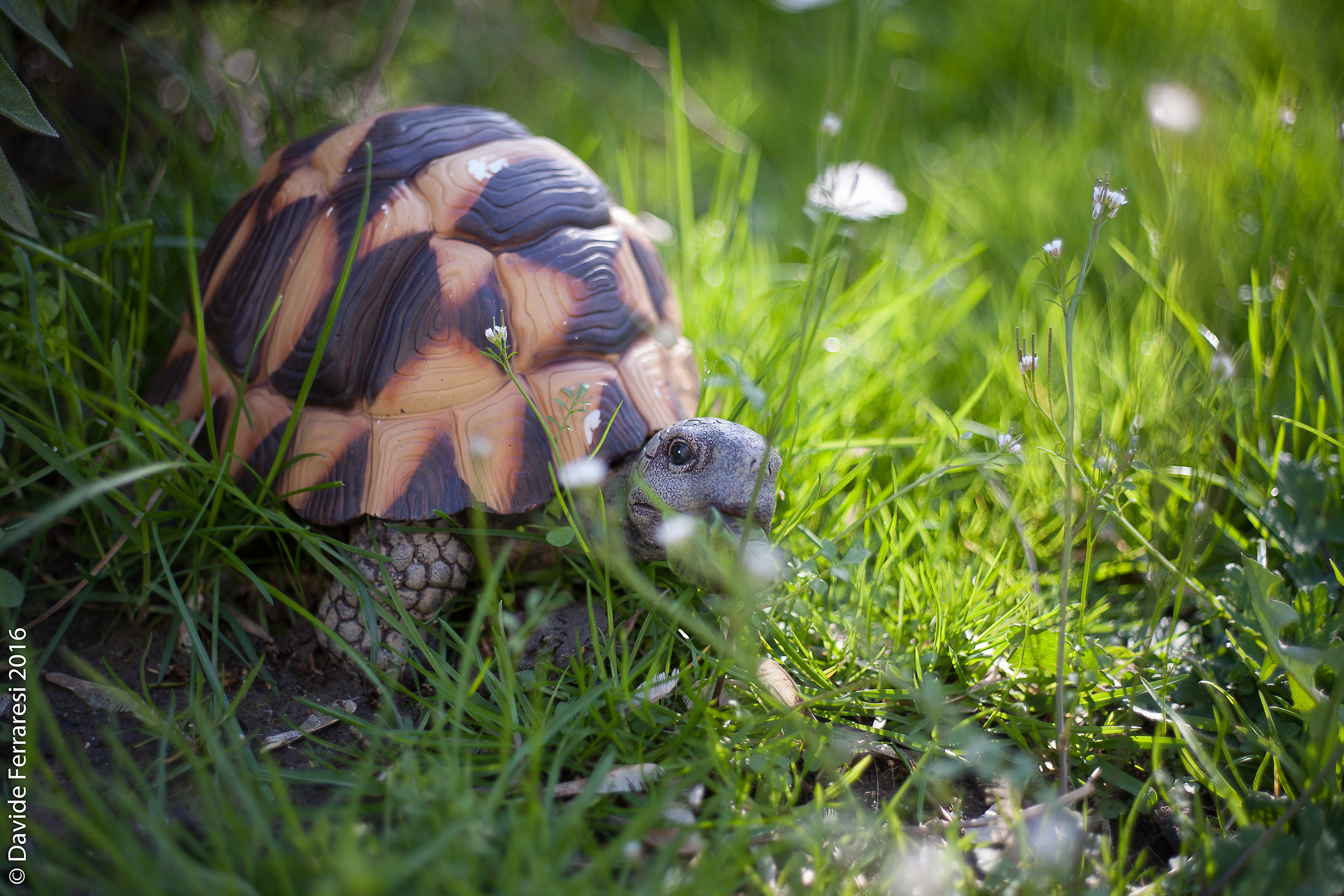 Turtle 2 Summicron R 2/50mm