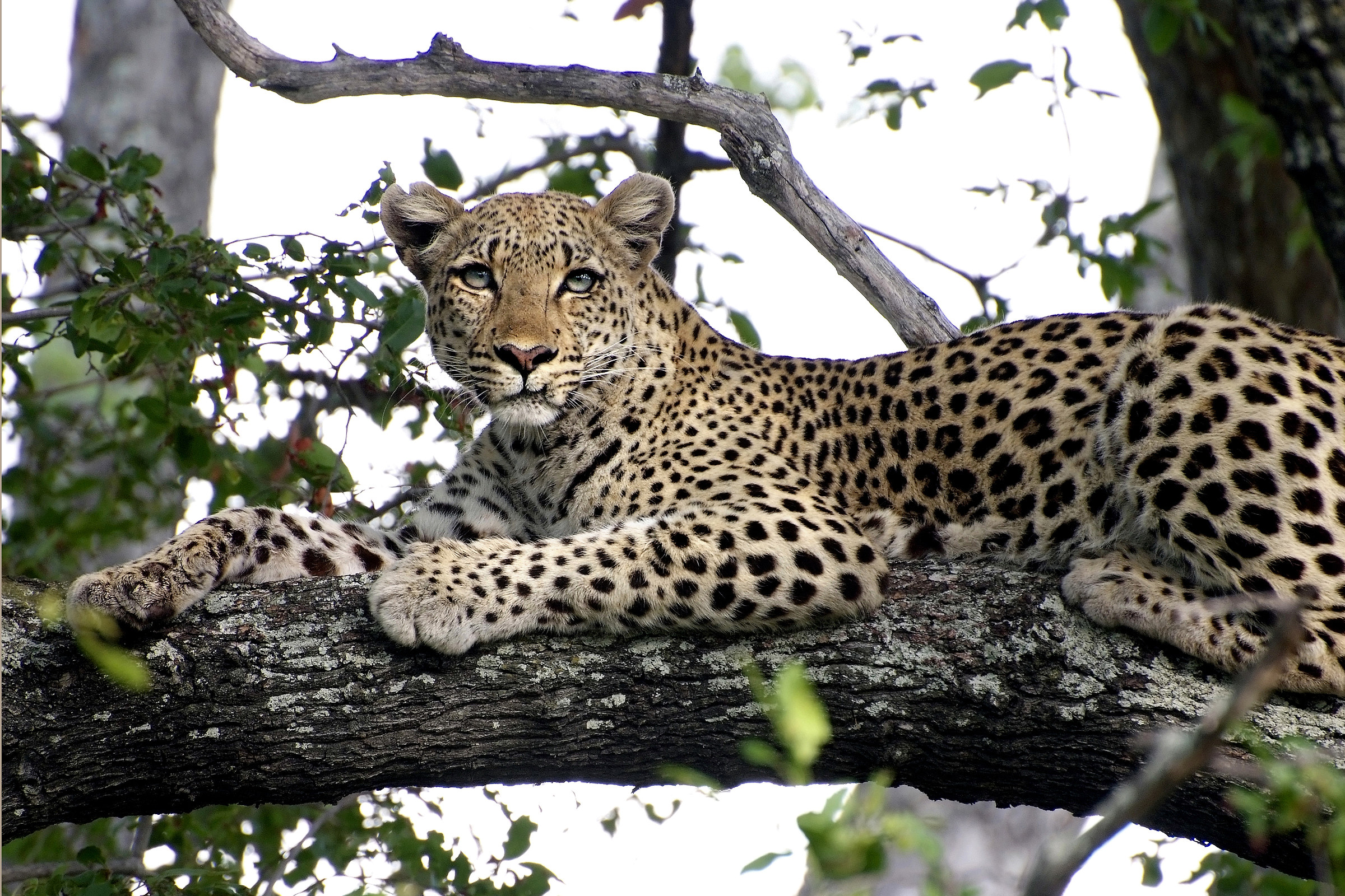Delta Okavango