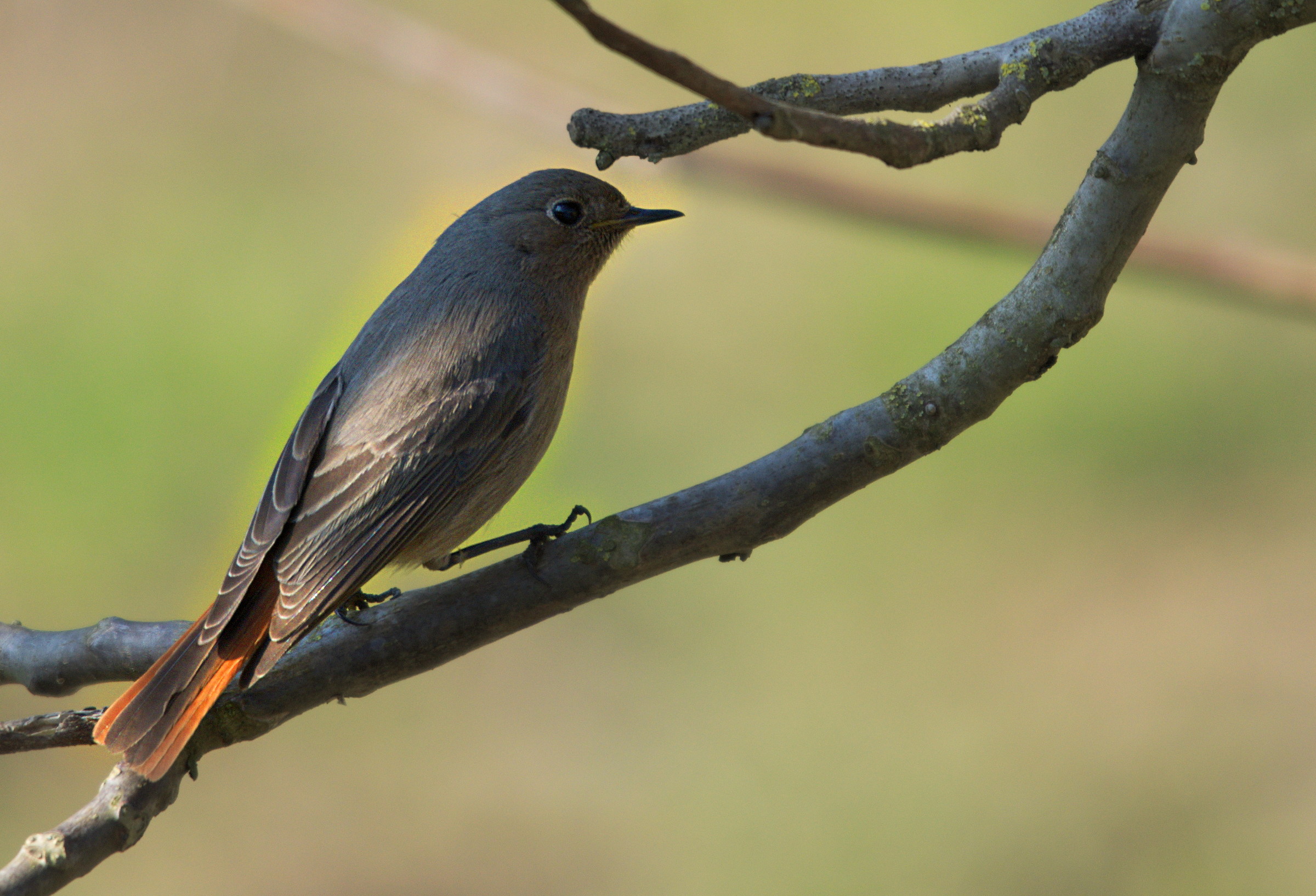 Codirosso spezzacamino