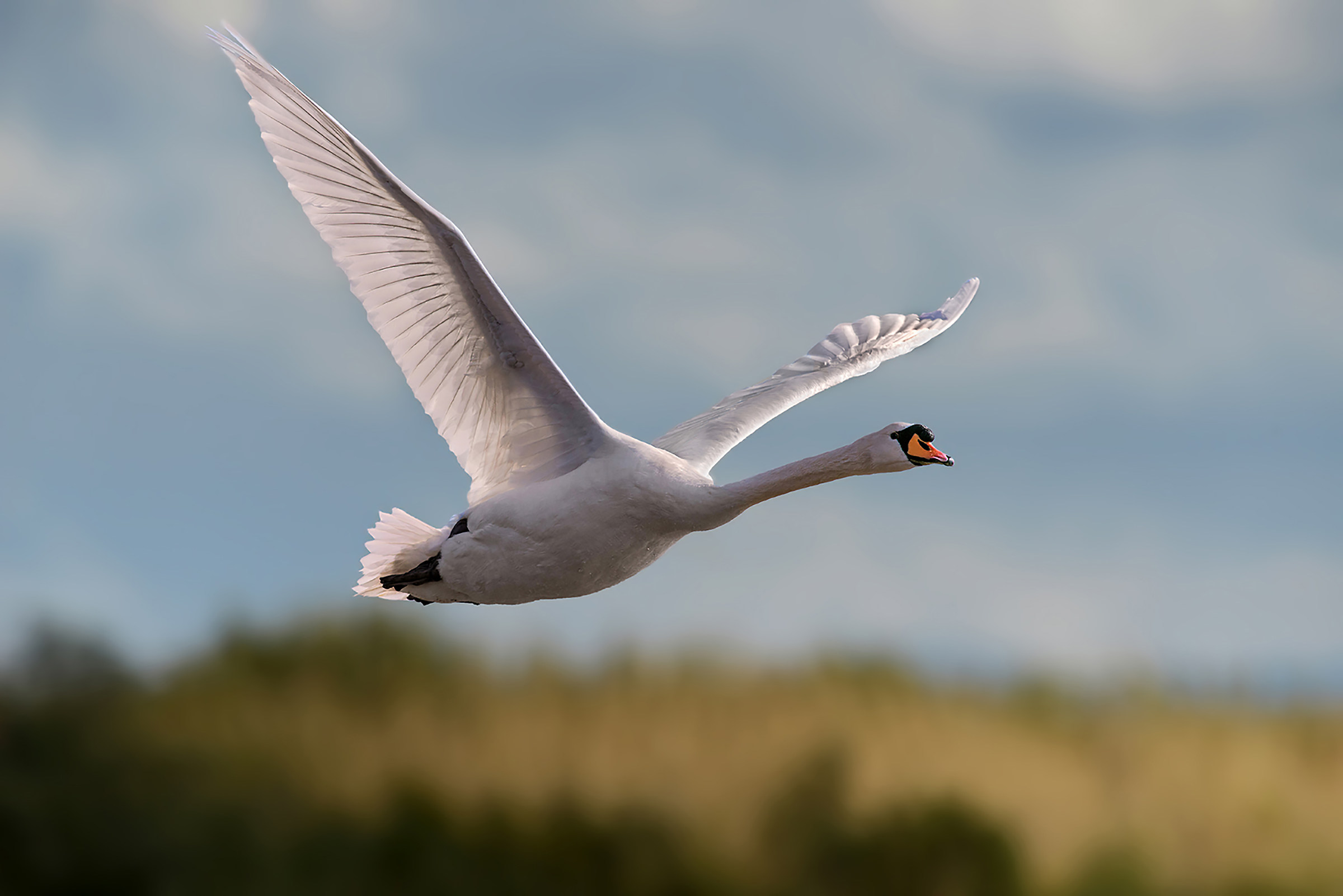 swan flying