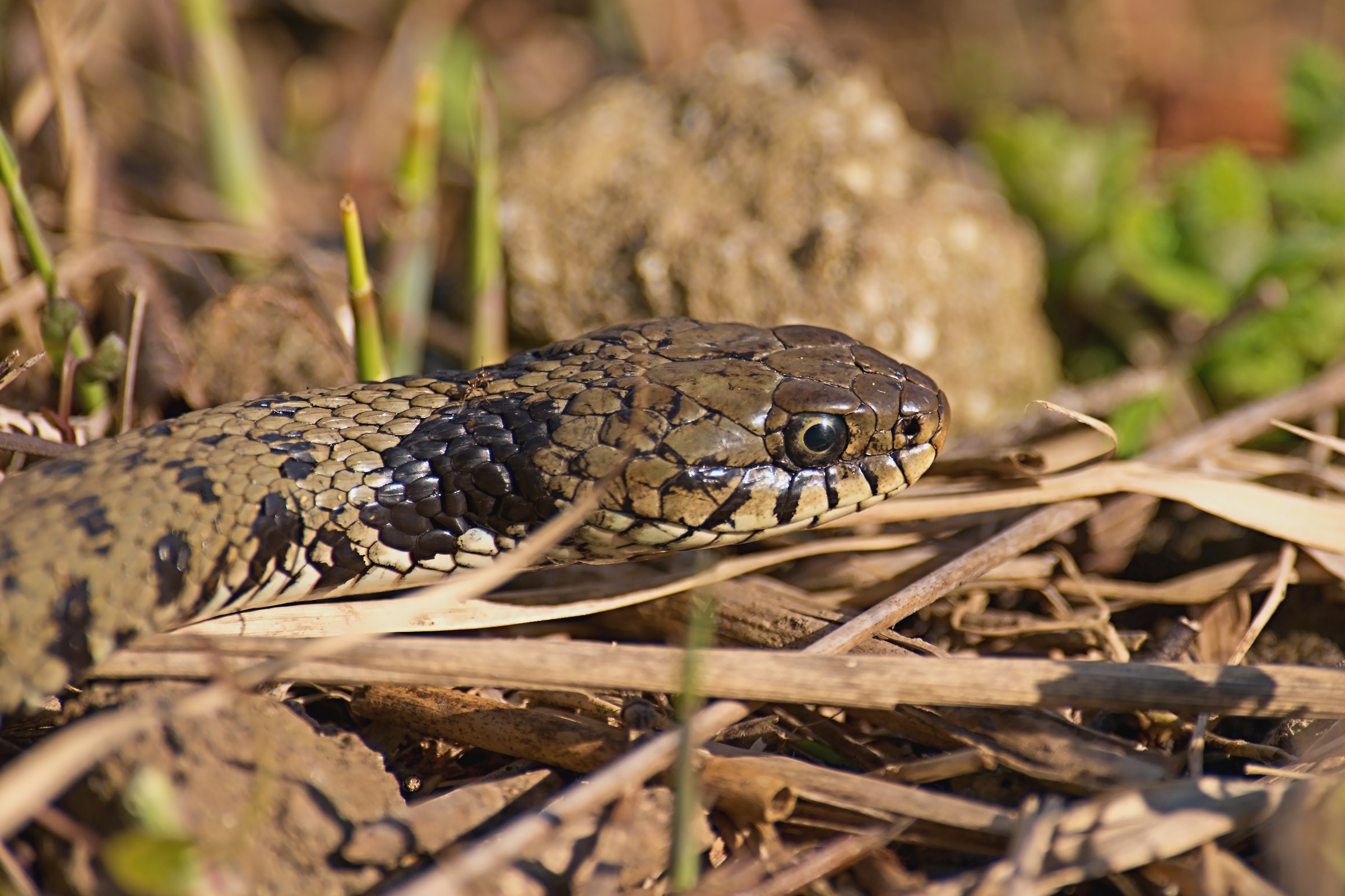 Grass snake