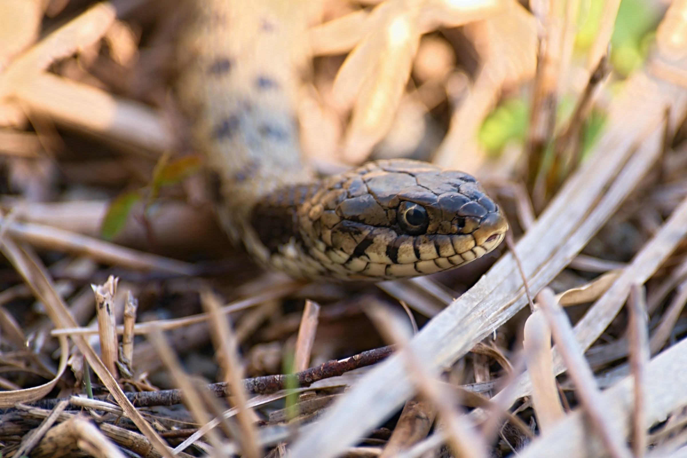 Grass snake