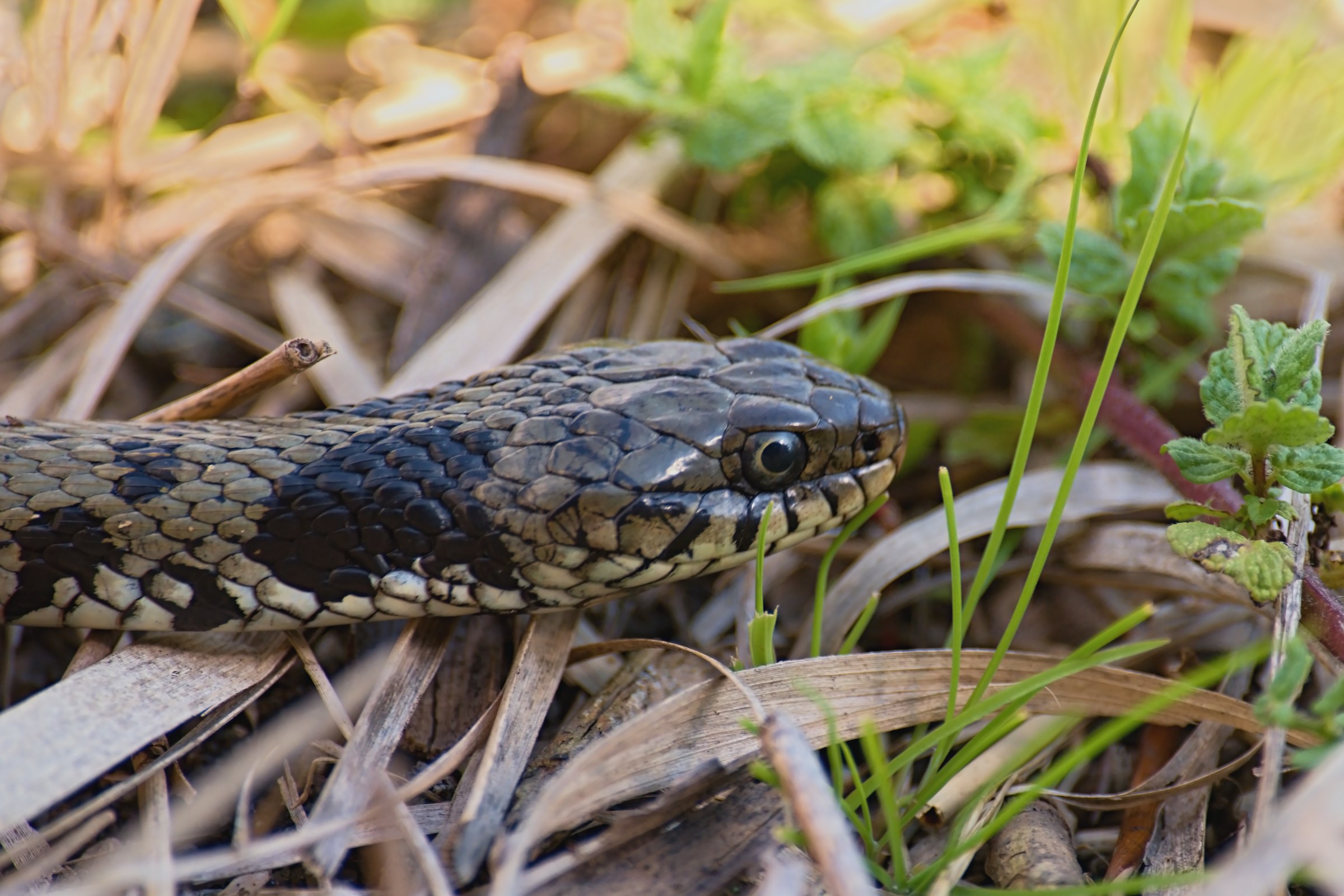 Grass snake