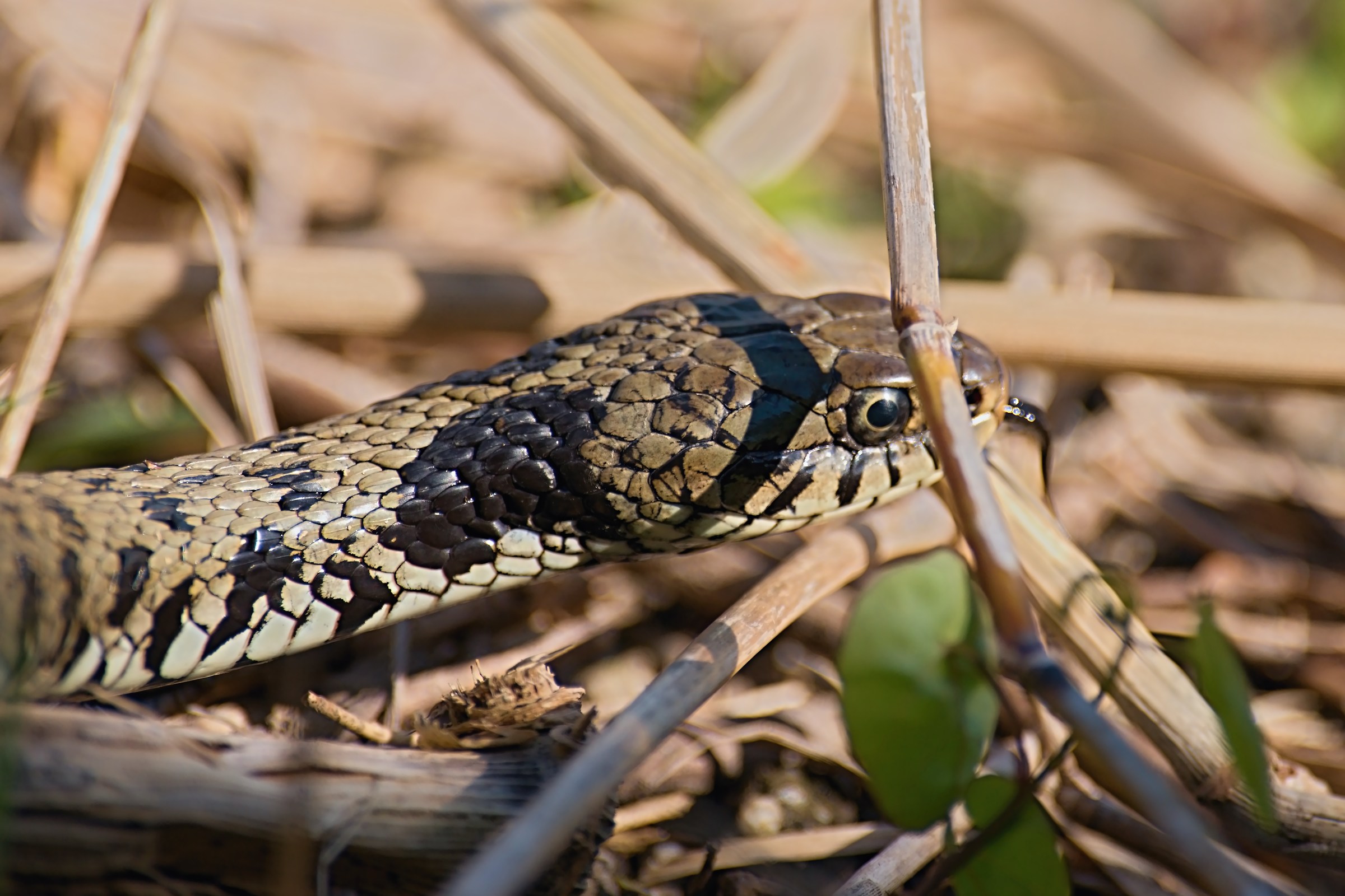 Grass snake