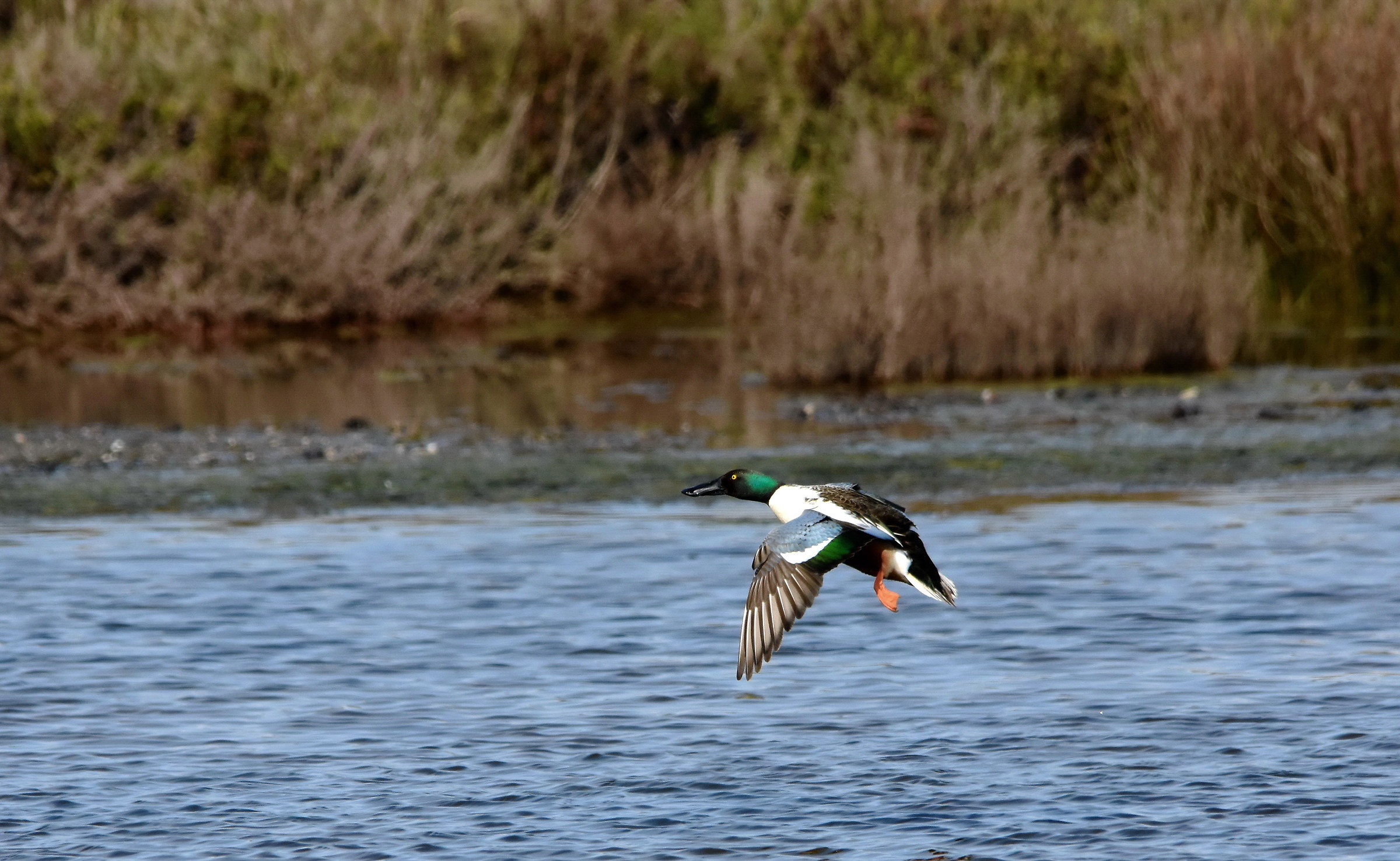 Shoveler Male