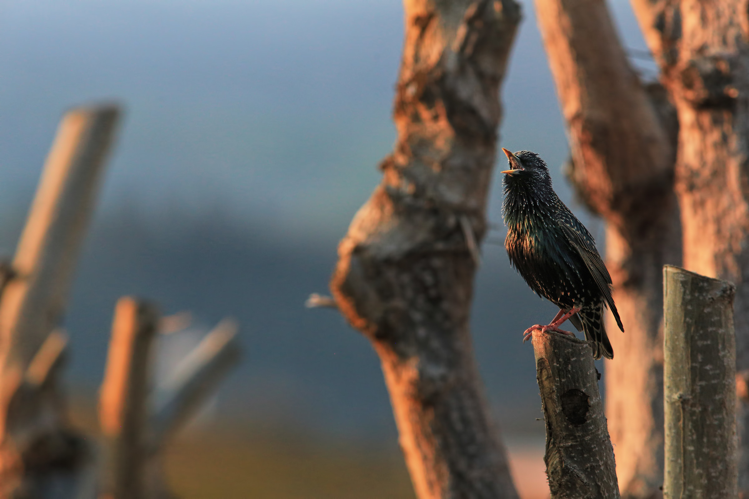 Common Starling at sunset