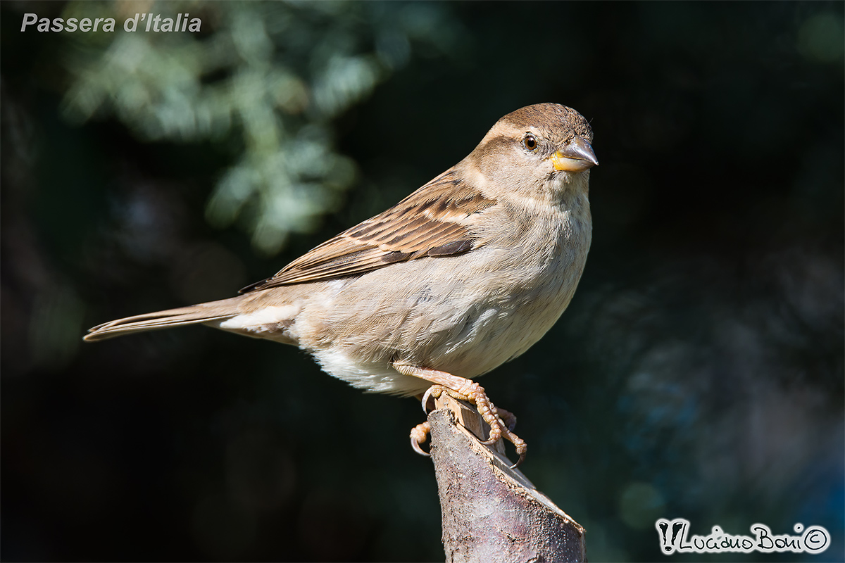 Passera d'Italia femmina