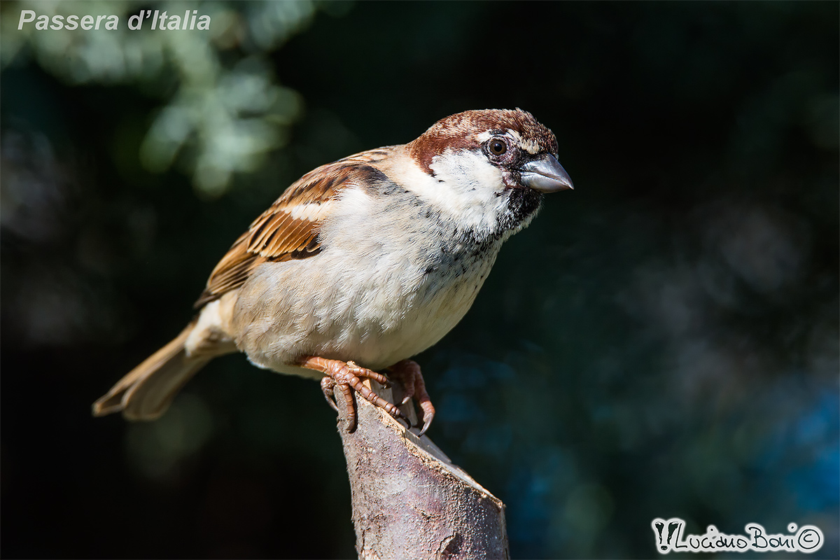 Passera of Italy male