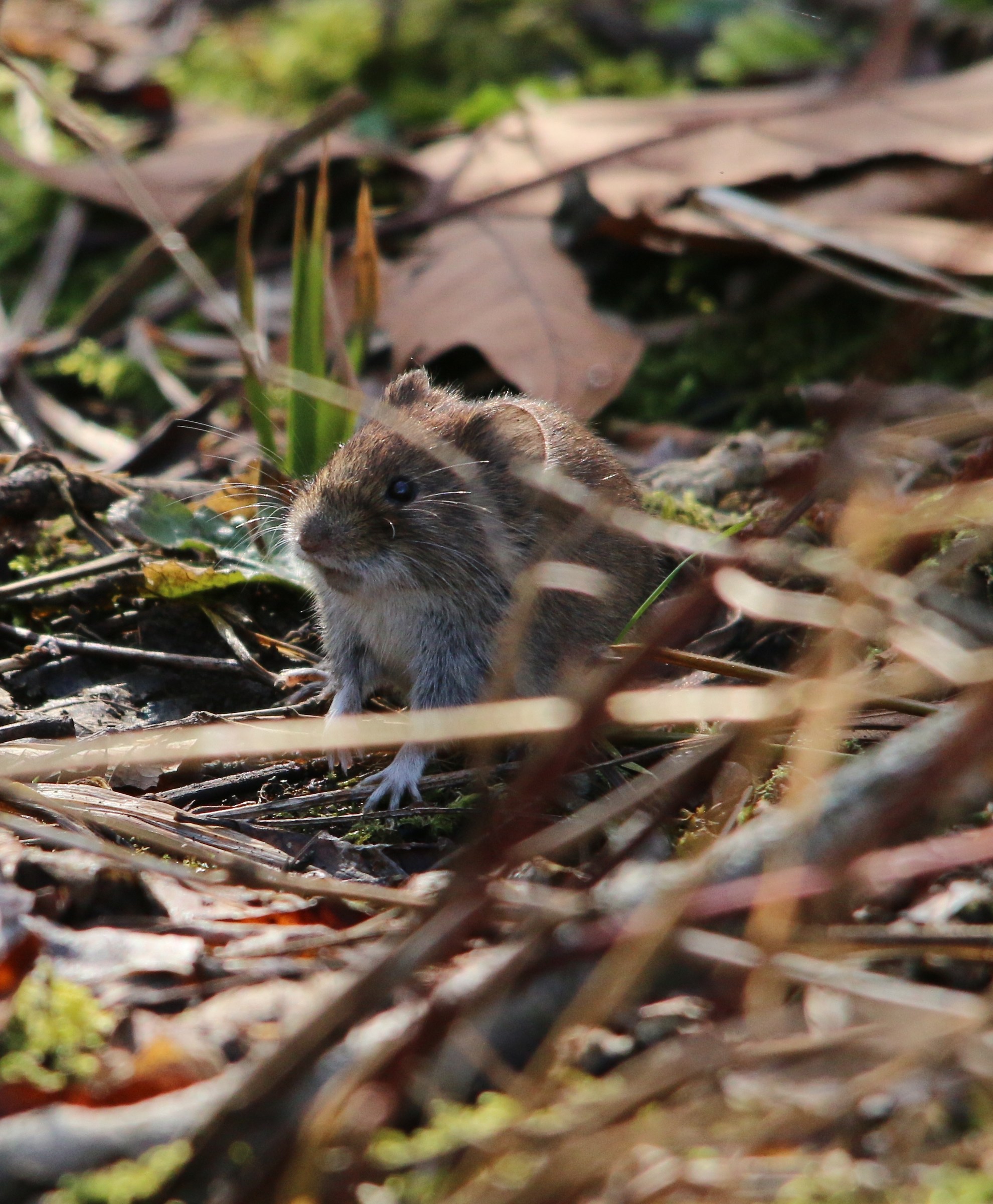 Vole?