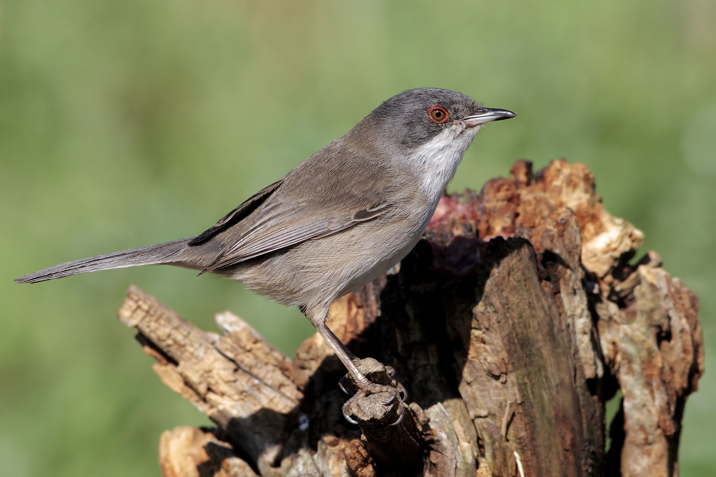 Femmina di Occhiocotto