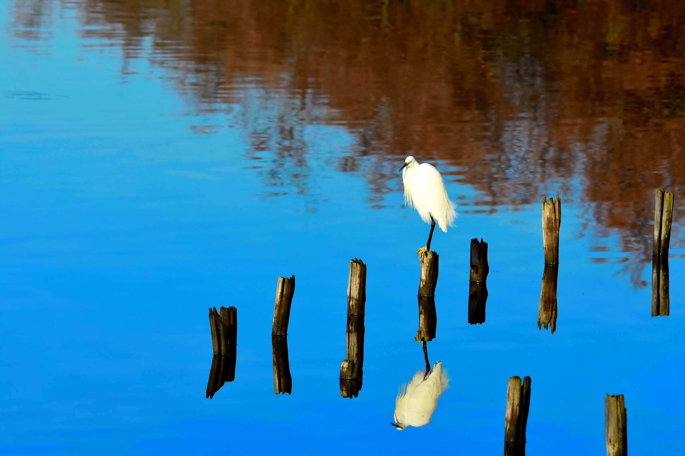 Egret in the mirror