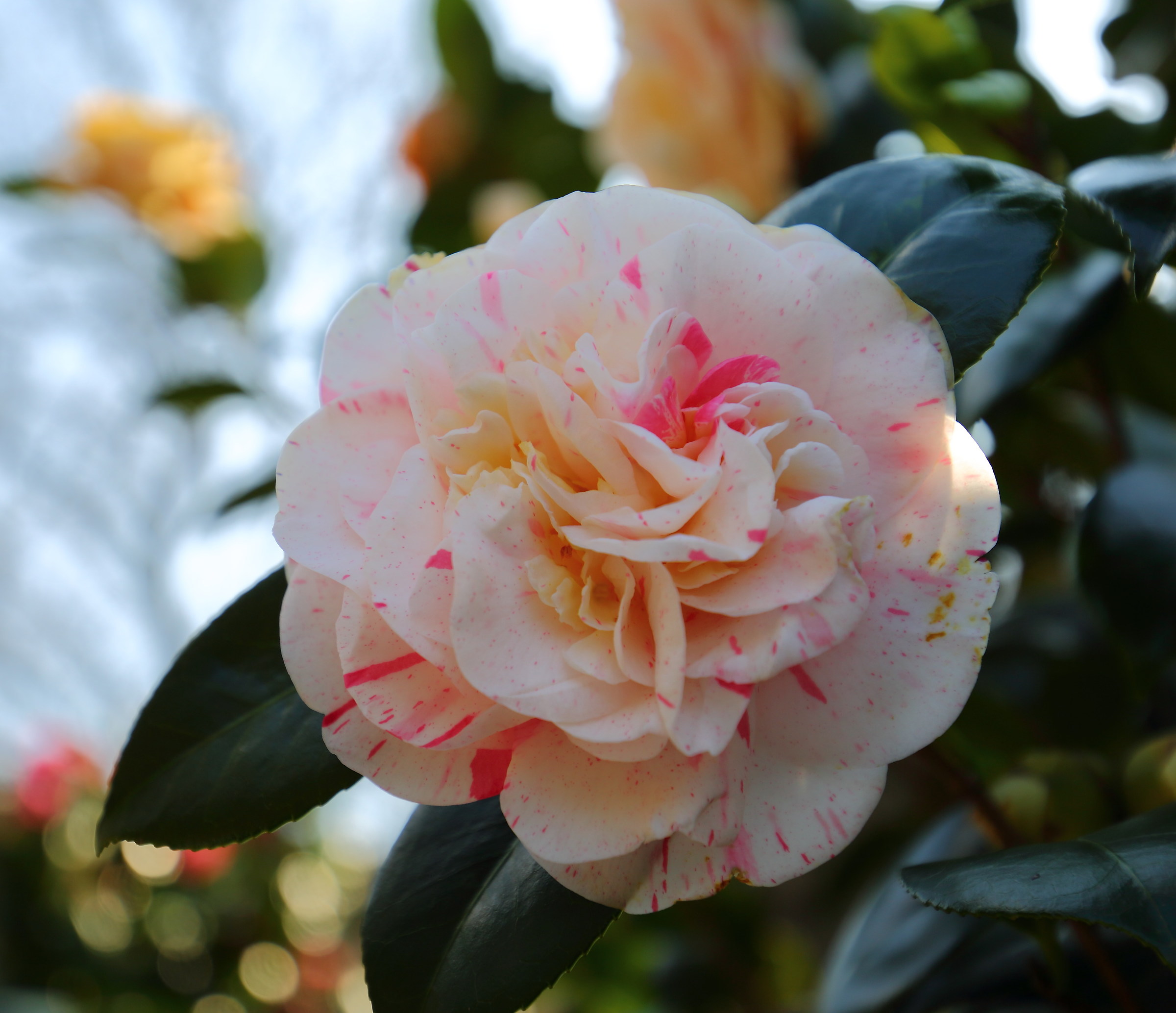camelia